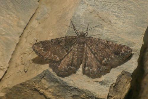 Selidosema taeniolaria